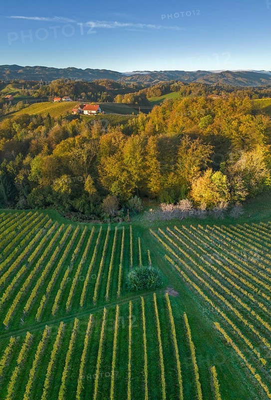 Aerial view of vineyards in the morning light
