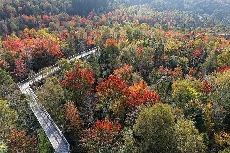 Tree top walkway in autumn