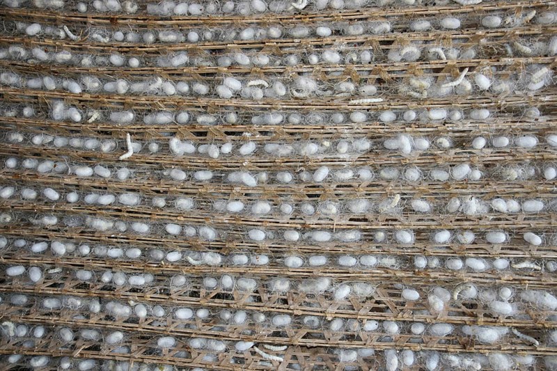 Silkworm farm