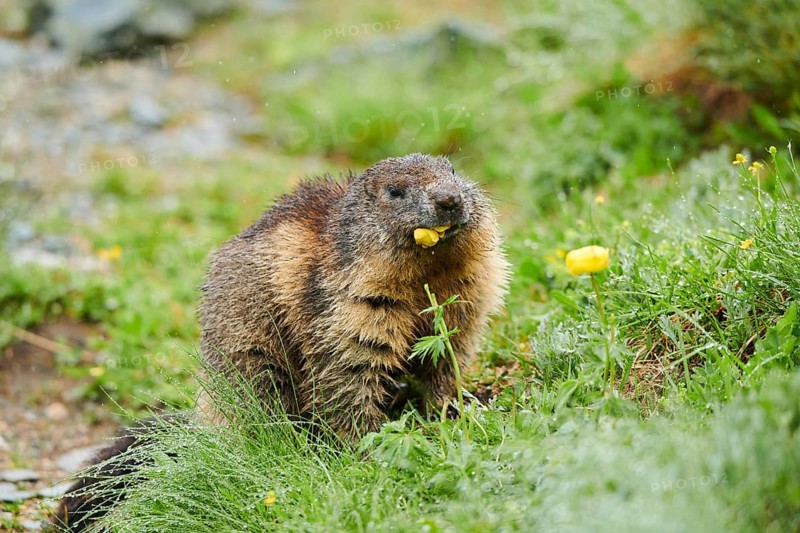 Alpine marmot