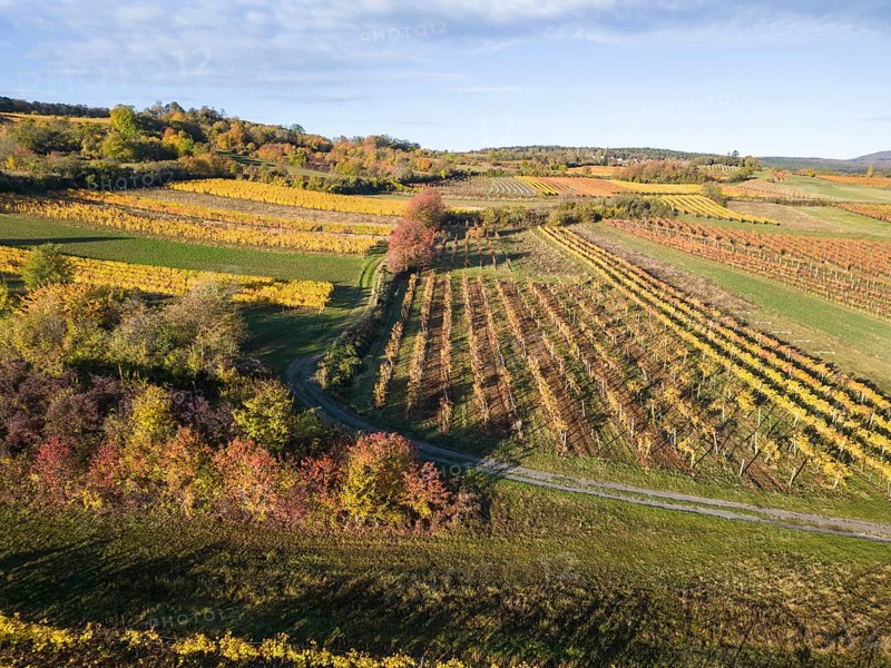Aerial view of autumn vineyards