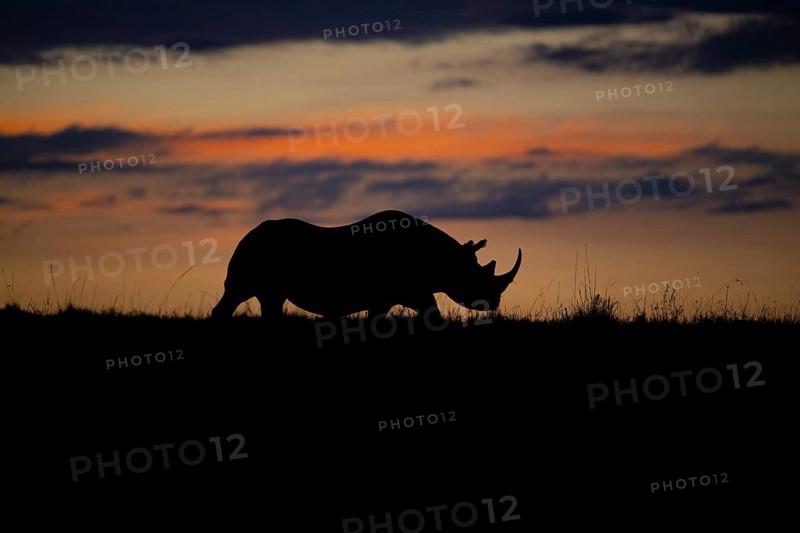 Black rhinoceros