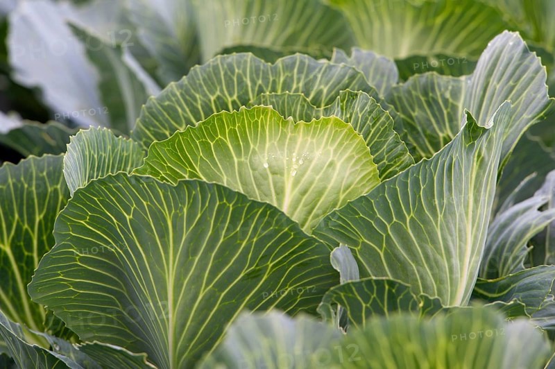 White cabbage