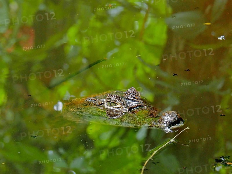 Spectacled caiman