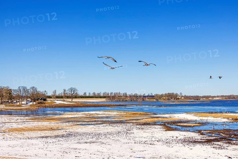Flock of Cranes