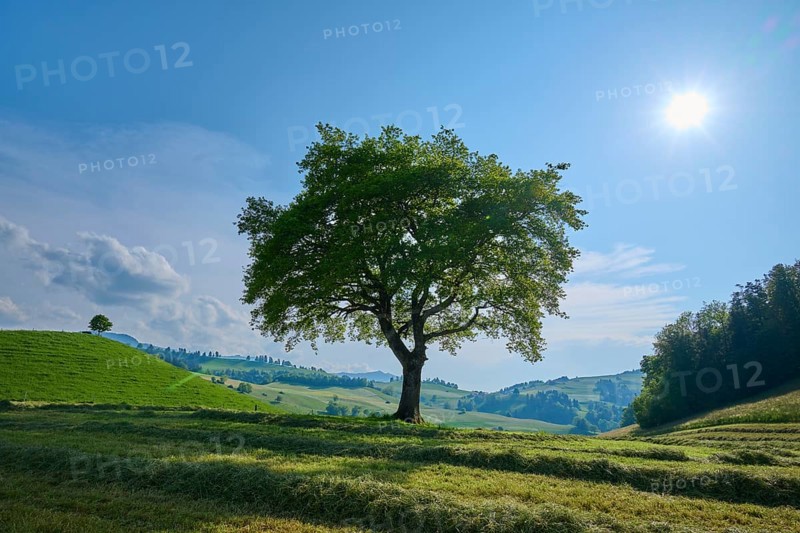 Single oak tree on a mown meadow under a blue sky with sun