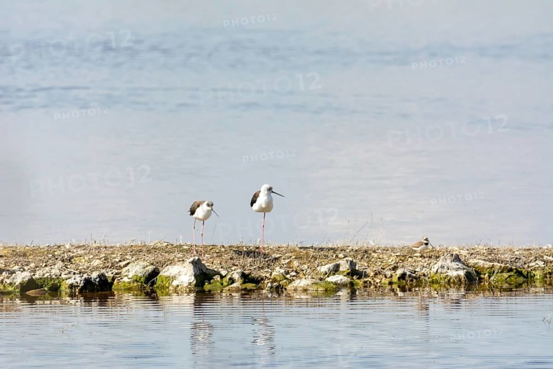 Water bird