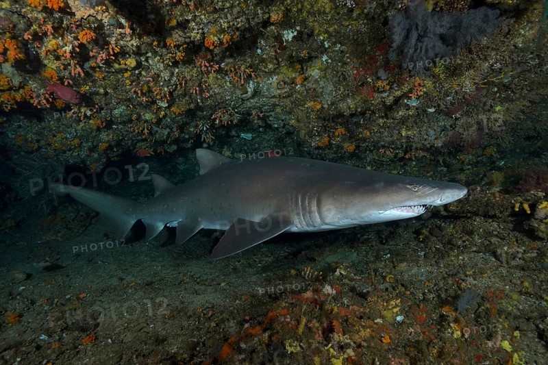 Sand tiger shark