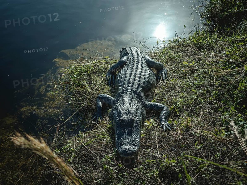 Alligator