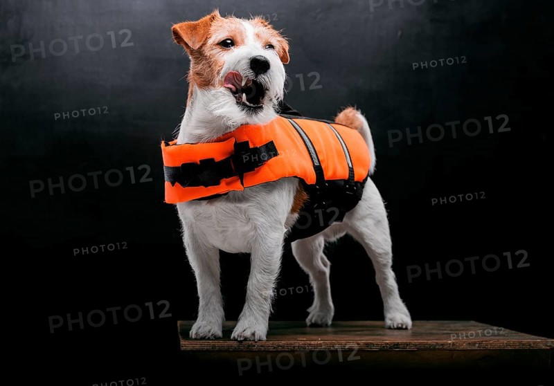Pedigreed Jack Russell in the costume of a lifeguard Malibu stands on a pedestal in the studio.