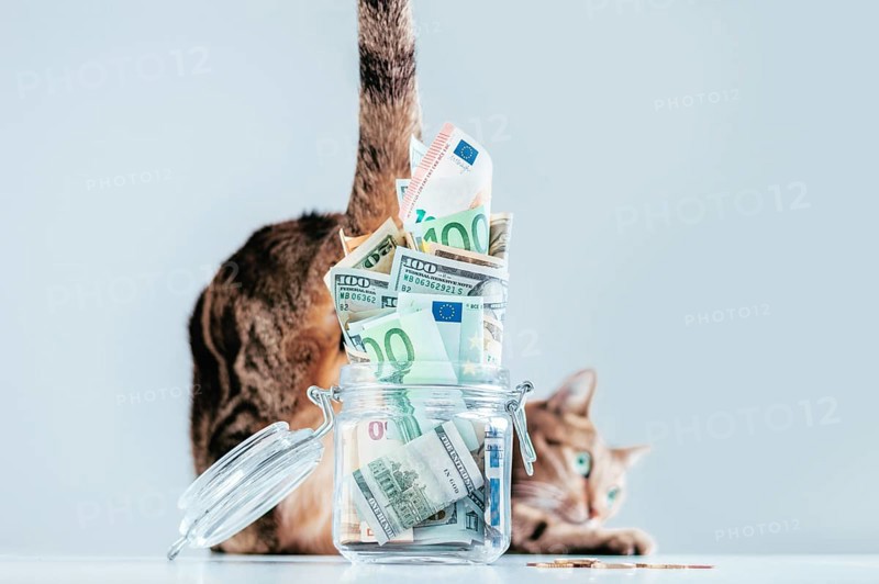 Cat posing on the background of a piggy bank. The concept of expenses for the maintenance of thoroughbred breeds of pets.