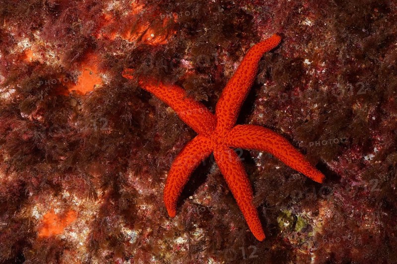 Mediterranean red sea star