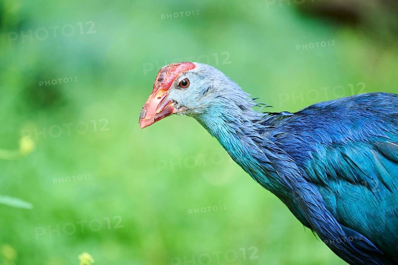 Western swamphen
