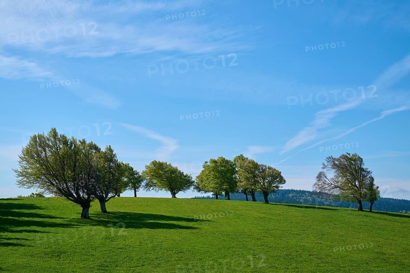 Meadow with copper beeches in spring