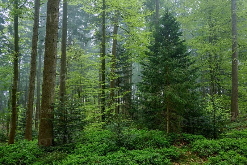 A misty forest full of green trees and plants creates a peaceful atmosphere