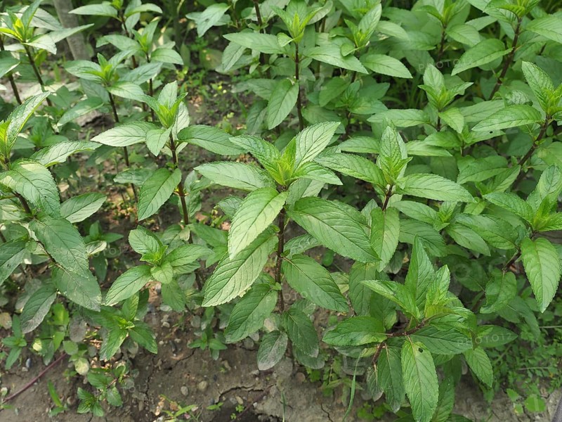 Peppermint