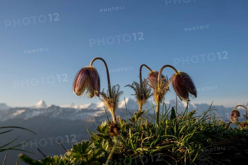 Alpine pasqueflower