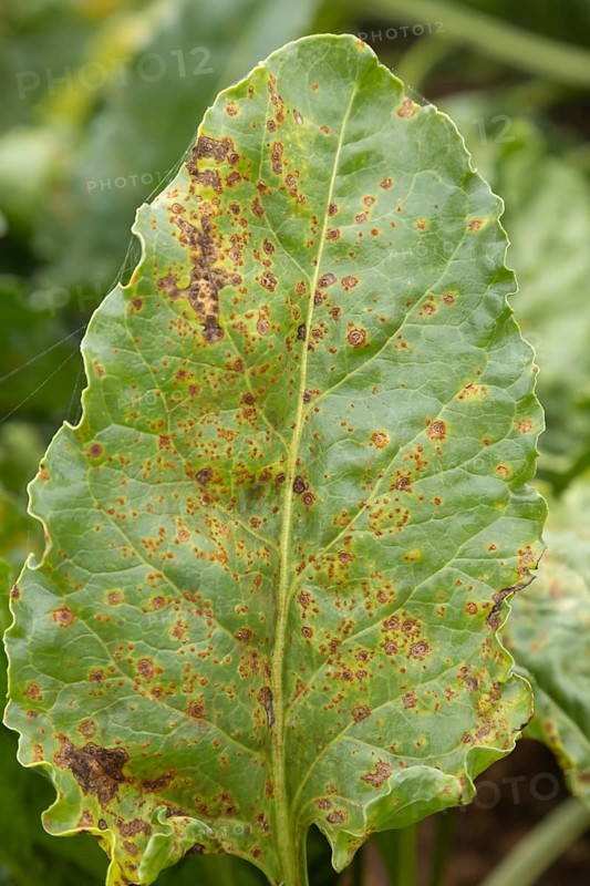 Sugar beet