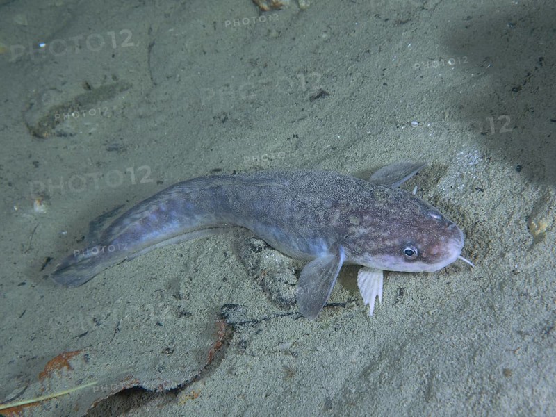 Burbot