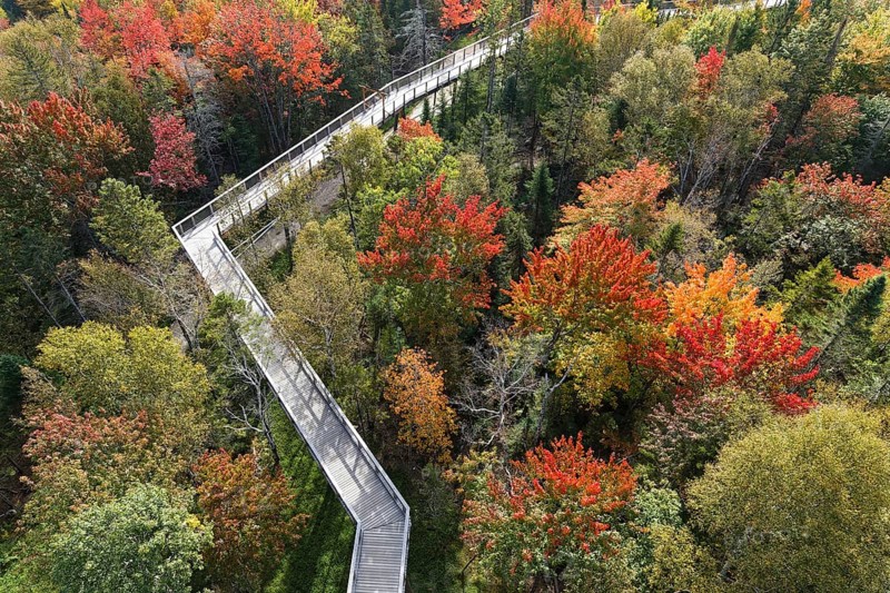 Tree top walkway in autumn