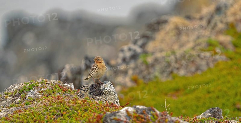 Red-throated pipit