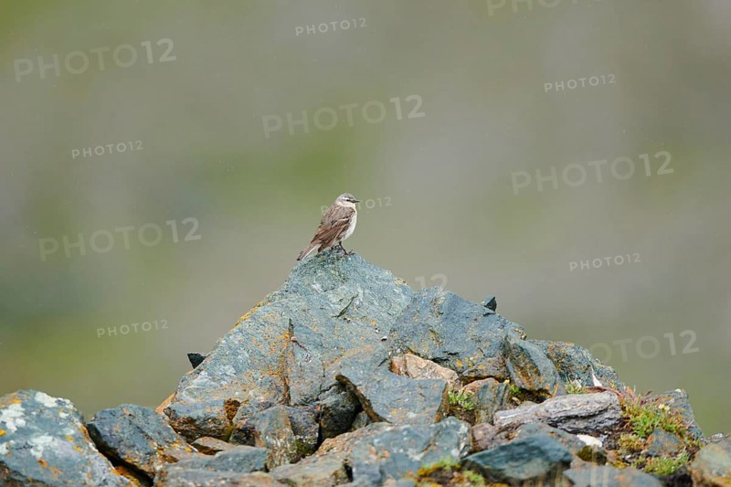 Water pipit