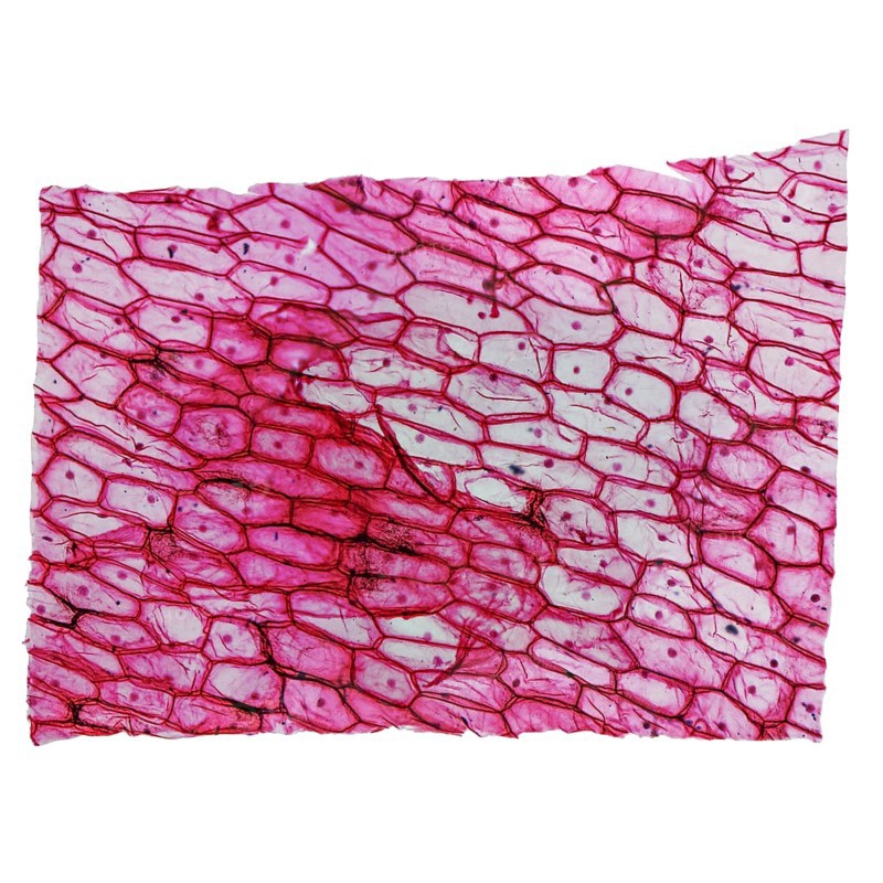 Onion epidermus micrograph