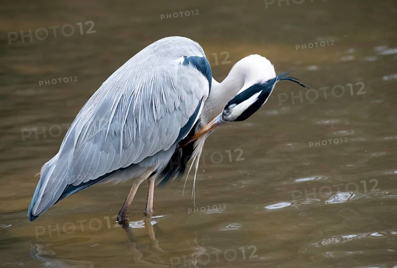 Grey heron