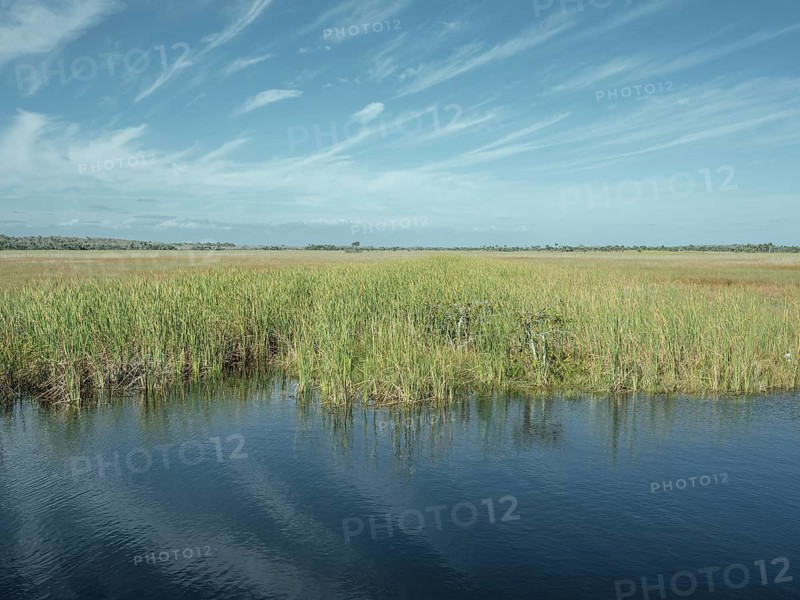 Reeds in a lagoon