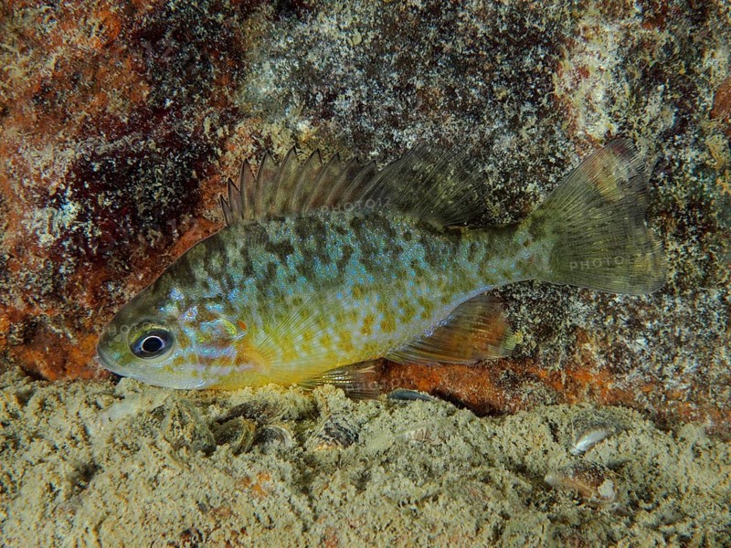 Pumpkinseed sunfish