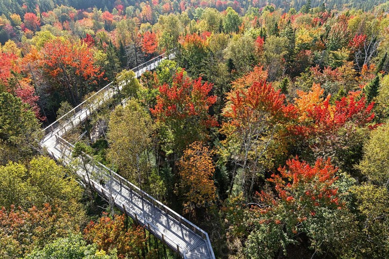Tree top walkway in autumn