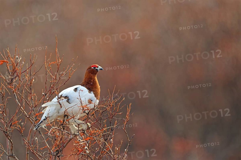 Willow ptarmigan