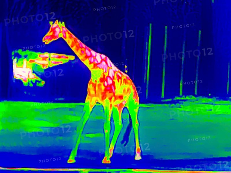 Giraffe in the zoo