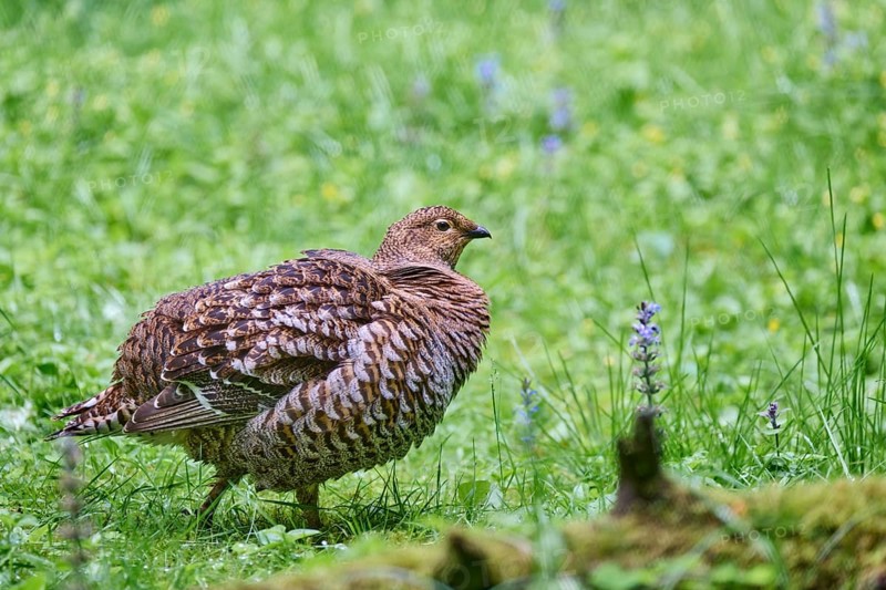 Black grouse