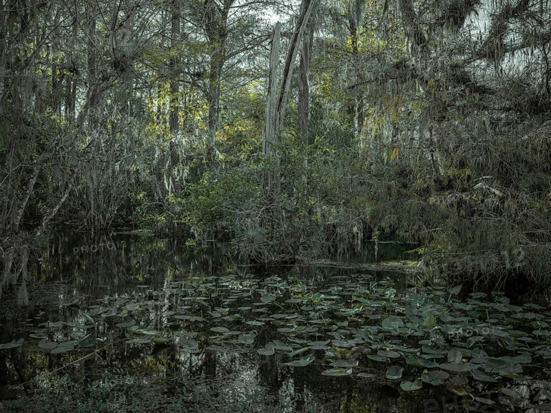 Mangrove forest