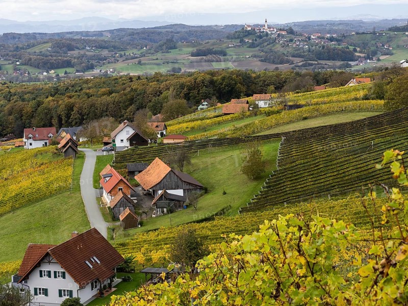 Vineyards in autumn