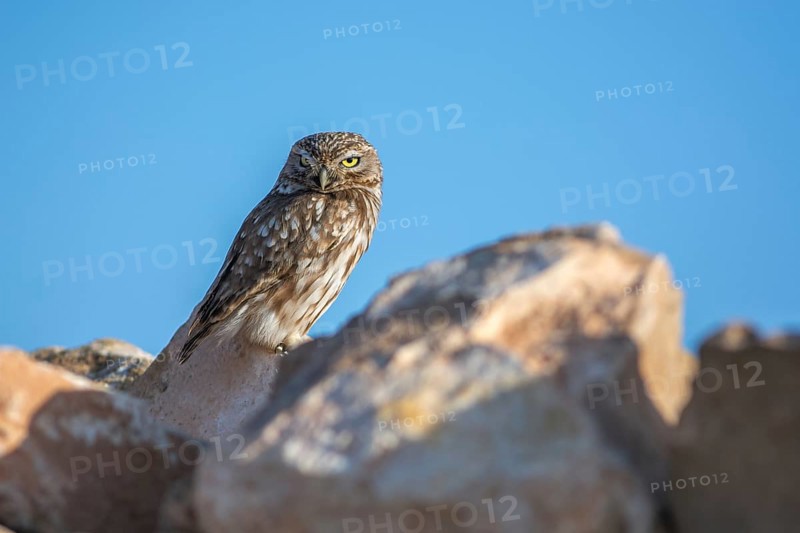 Little owl
