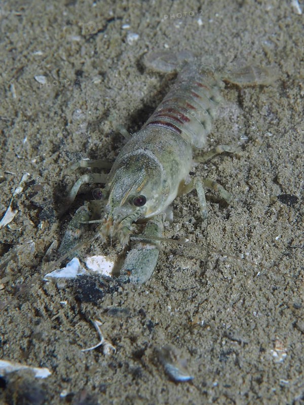 An American crayfish