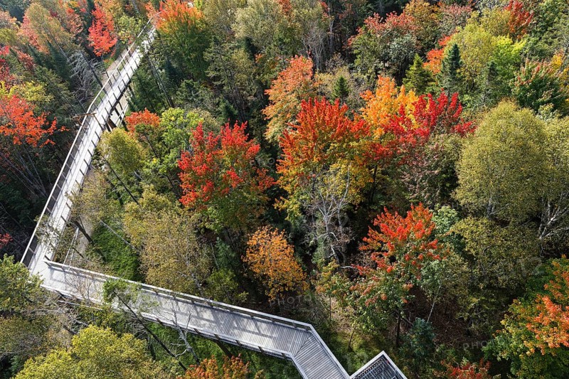 Tree top walkway in autumn
