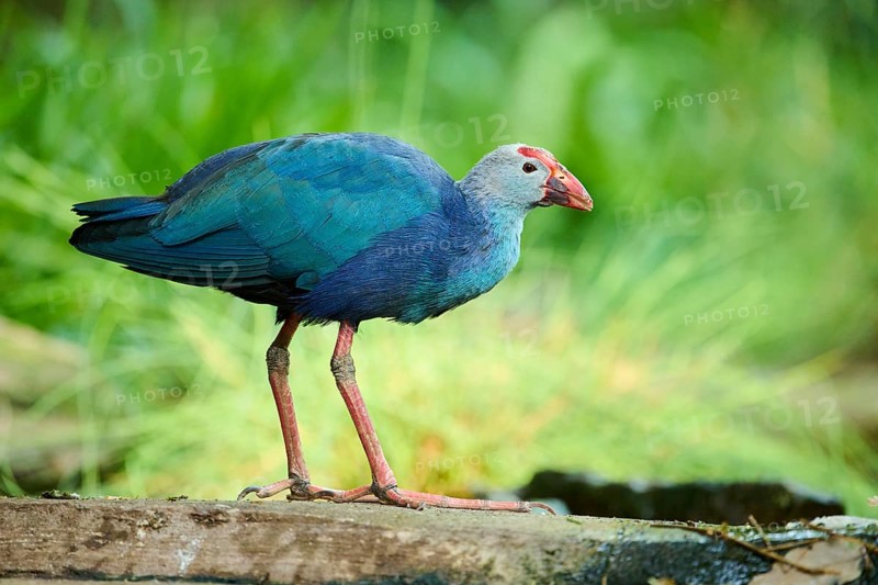 Western swamphen