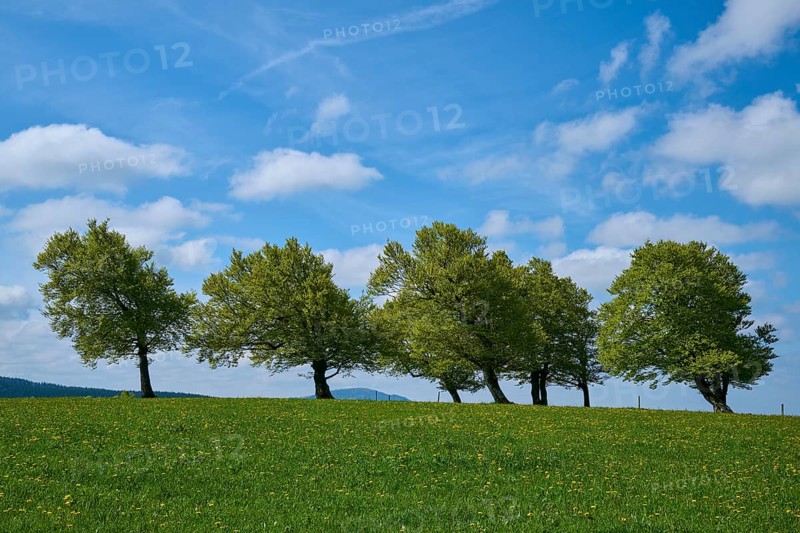 Meadow with copper beeches with cloudy sky in spring