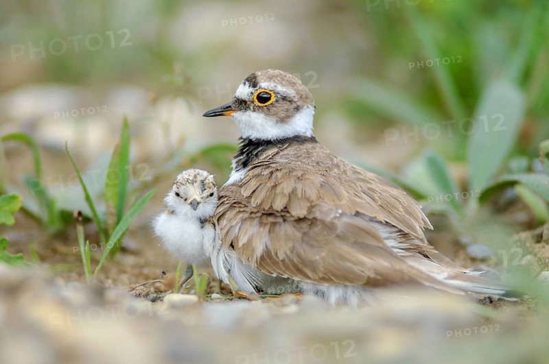 Little Ringed Plover