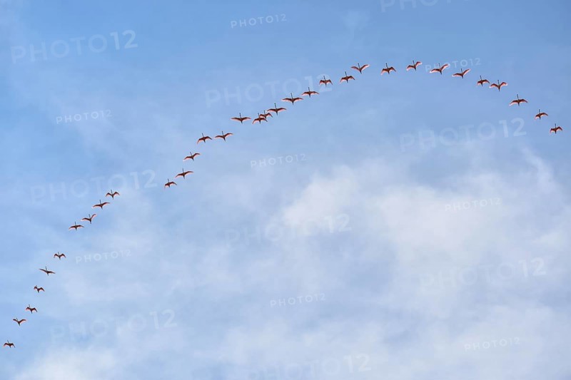 Large flock of roseate spoonbill