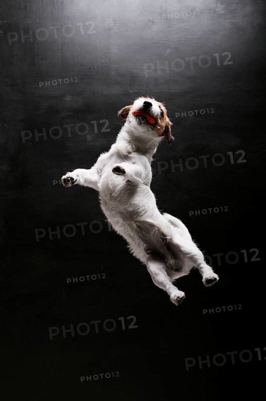 Purebred Jack Russell is played with the ball in the studio. Jumps up and catches him.