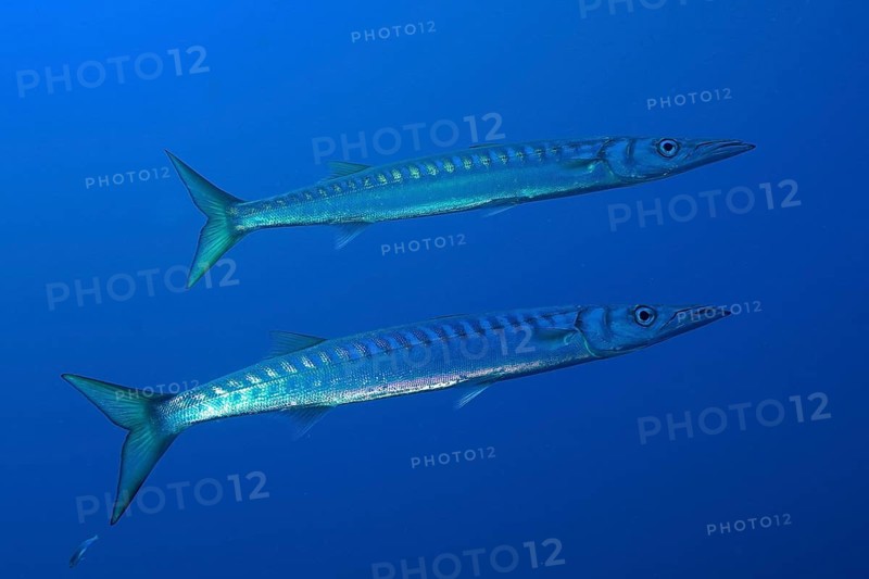 Barracuda