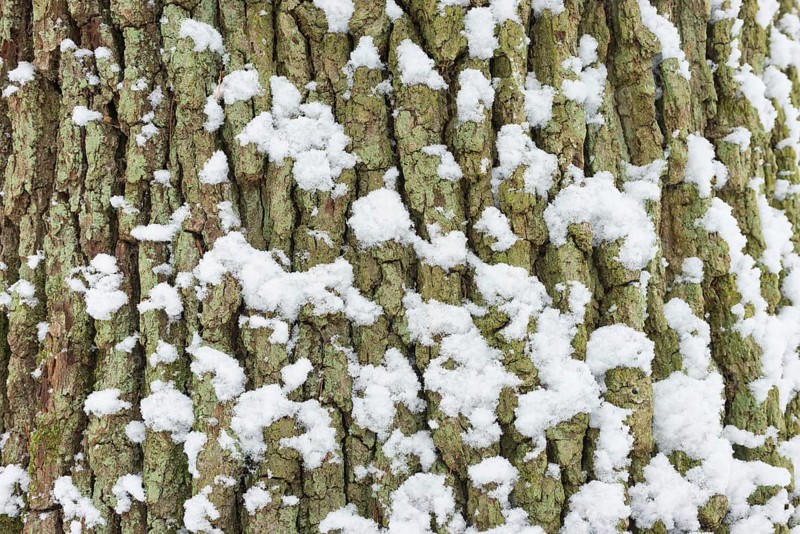 Snow covers the cracked bark of an old English oak