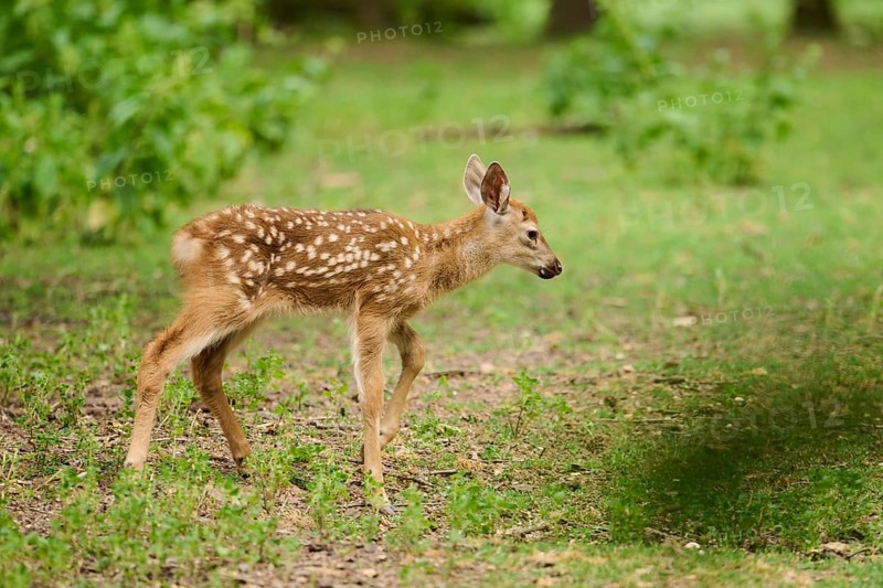 Sika deer