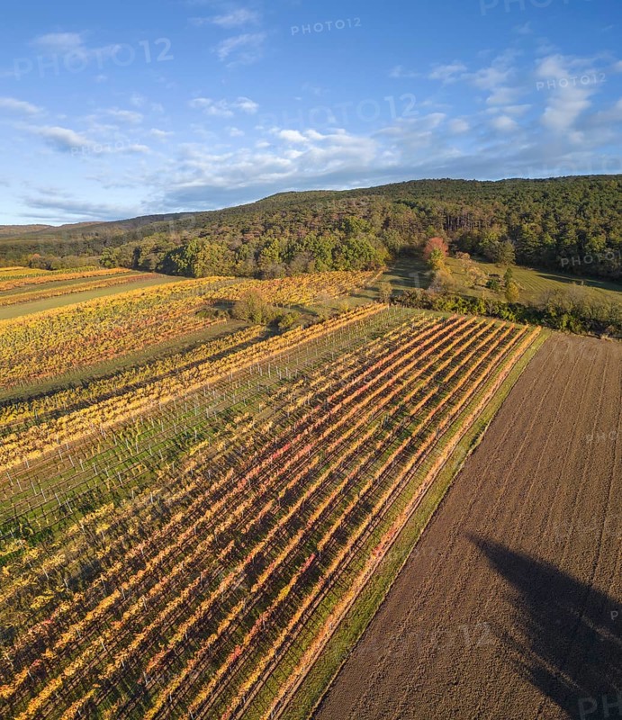 Aerial view of autumn vineyards