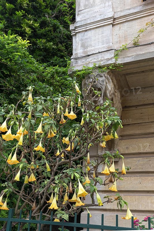 Flowering angel trumpet tree
