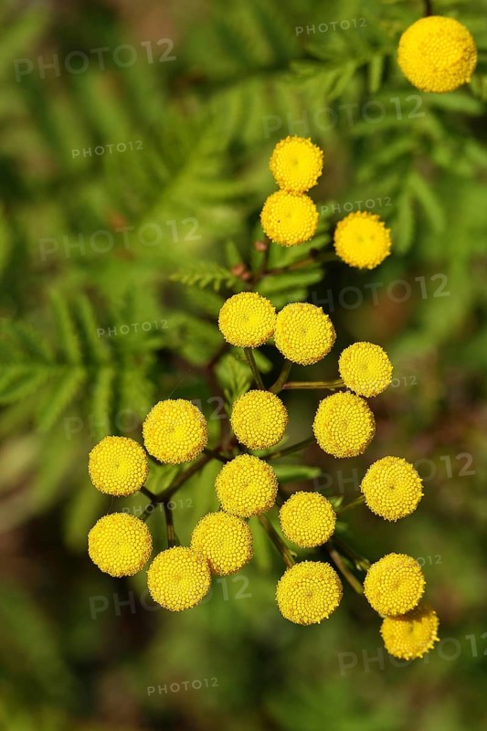 Tansy